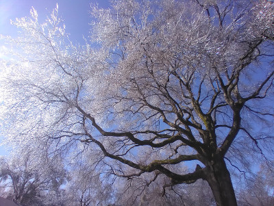 我的树在冰天雪地的孟菲斯