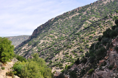 山