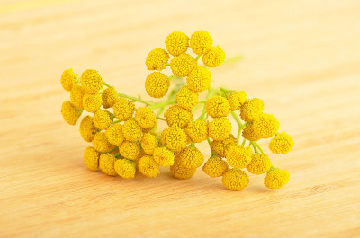 艾菊(Tanacetum)