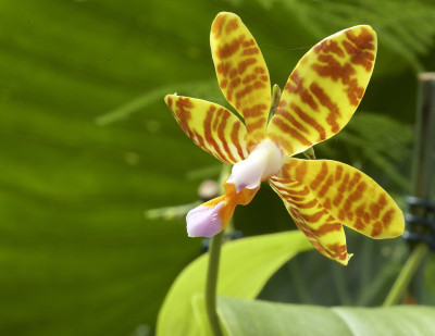 条纹花蝴蝶兰