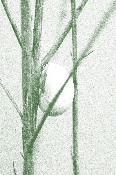 蜗牛