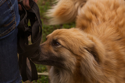 红色的牧羊犬