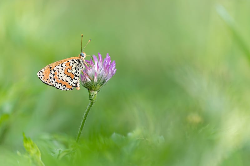 美丽的斑点贝母画像(Melitaea didynma)