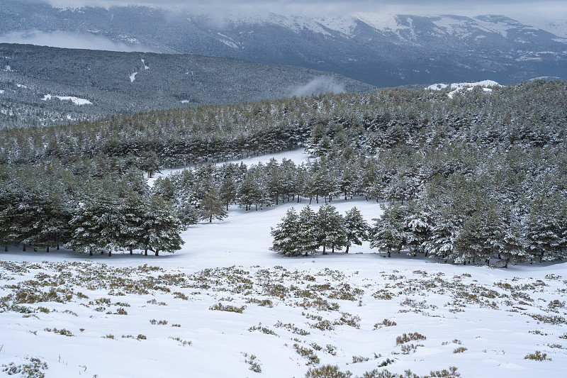 白雪皑皑的松林，背景是雪山