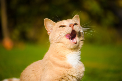 绿色草地上有趣的猫