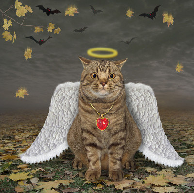 森林里长着白色翅膀的猫天使