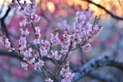 《日落梅花》，日本