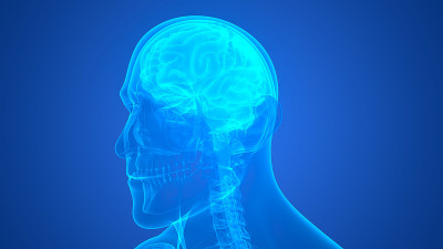 人体神经系统中枢器官的脑解剖