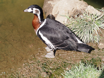 红胸鹅(学名:Branta ruficollis)