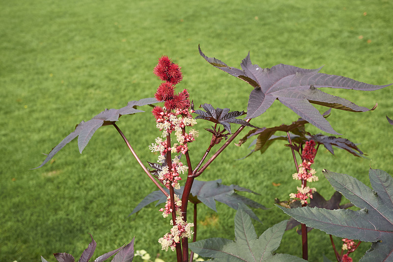 Ricinus communis