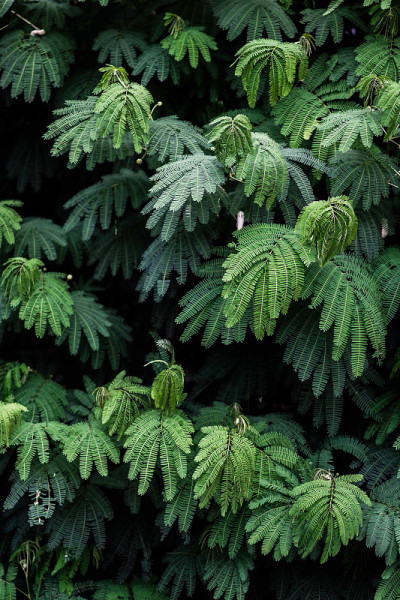 绿色植物背景饱满