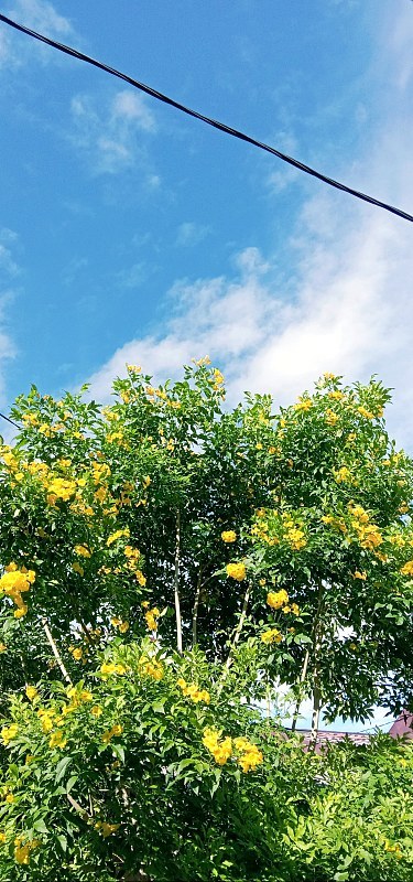 天空和花