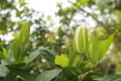 有香味的白色阿拉伯茉莉花或栀子花