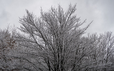 树顶被雪覆盖着