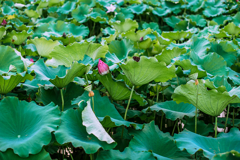 美丽的西湖风光，风景与日落在杭州，中国