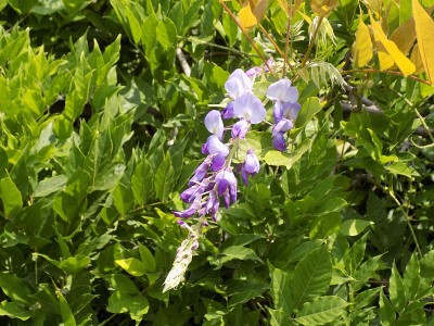 紫藤枝，顶部有花