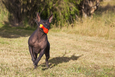 Xoloitzcuintle玩