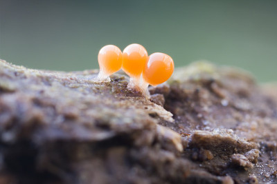 毛霉属是一种分布广泛的毛霉目黏菌。
