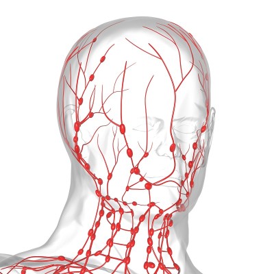 人体淋巴结解剖用于医学概念3D渲染