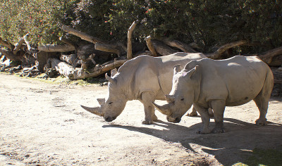 Rino