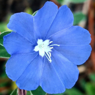 蓝色亚麻花