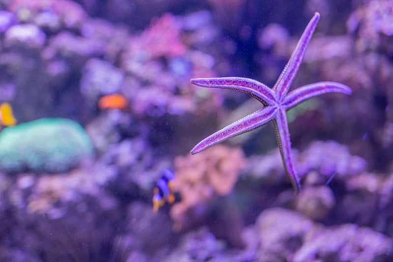 神奇的海星，来自mia Elegans在水族馆的墙上