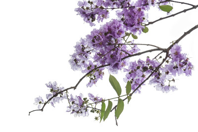 鲜紫色花孤立在白色背景上