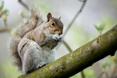 红松鼠(Sciurus vulgaris)