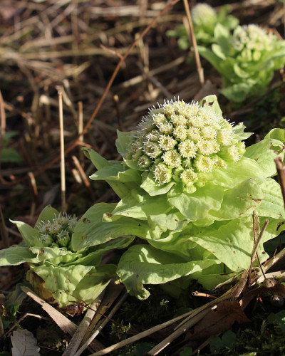 Petasites盛开