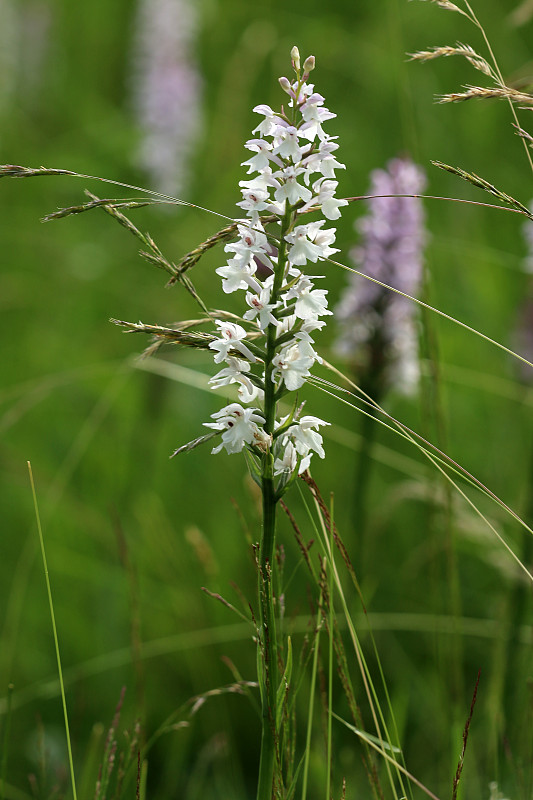 Geflecktes Knabenkraut