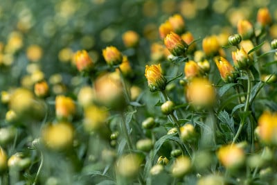 公园里的小黄野菊花