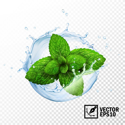 3d现实孤立的矢量芽新鲜薄荷叶在溅水与滴