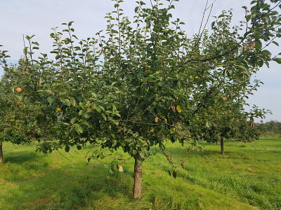 石勒苏益格草莓苹果，苹果，家蝇