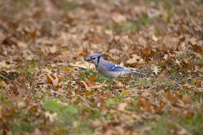 蓝鸟 (Cyanocitta cristata cristata)