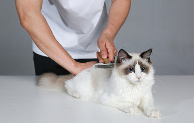 娃娃的猫