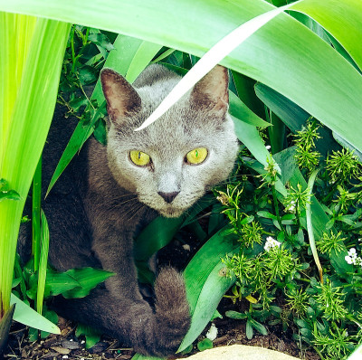 徘徊的猫