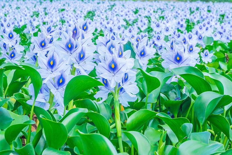 水葫芦和夏日的天空