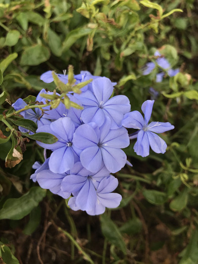 金盏花或蓝金盏花或金盏花。