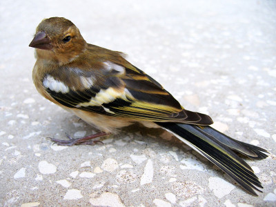 Siskin-chick。