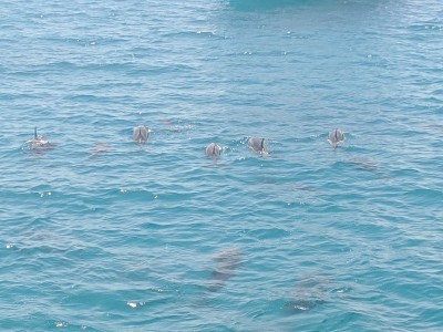 海豚