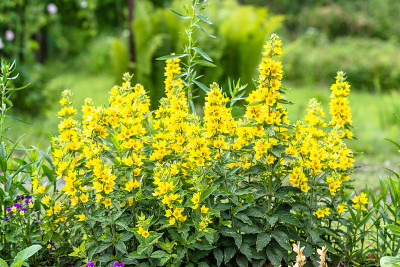 花园里美丽的夏日花——黄色的松露花，(松露花)