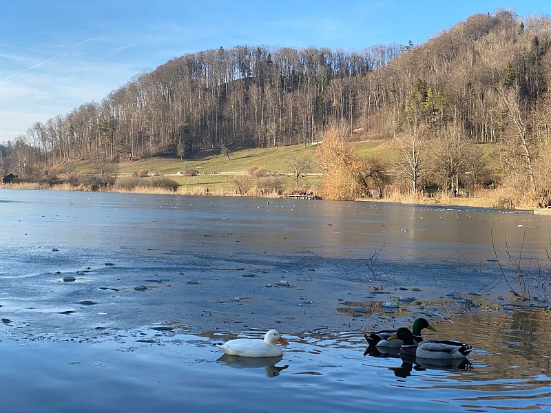 晚冬早春在Türler湖或Türlersee湖(图尔勒湖奥德特尔勒湖)，奥比斯特州Zürich，瑞士