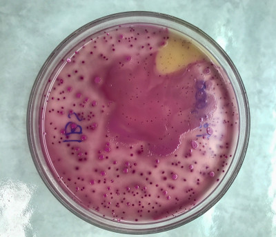 微生物学实验室