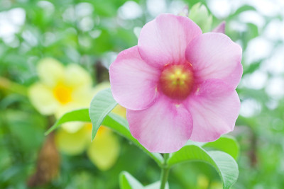 黄蔓花