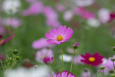 宇宙花，千叶县，日本