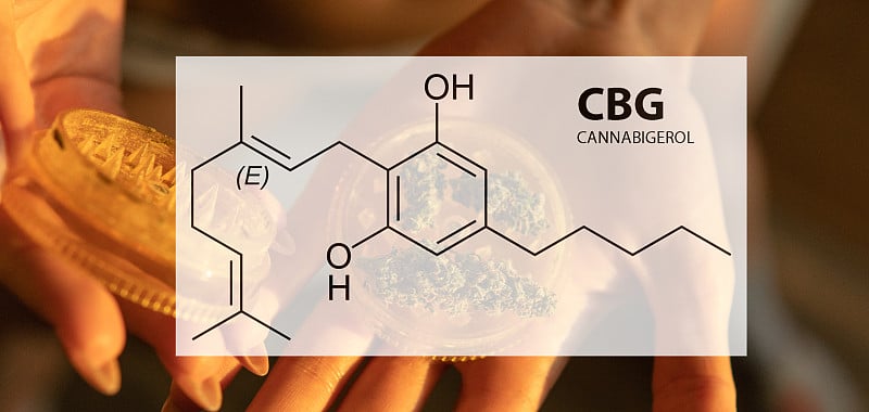 大麻花中的CBG治疗元素。详细的医疗cabbabis