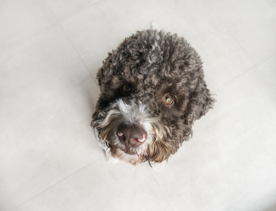 松露猎人犬。