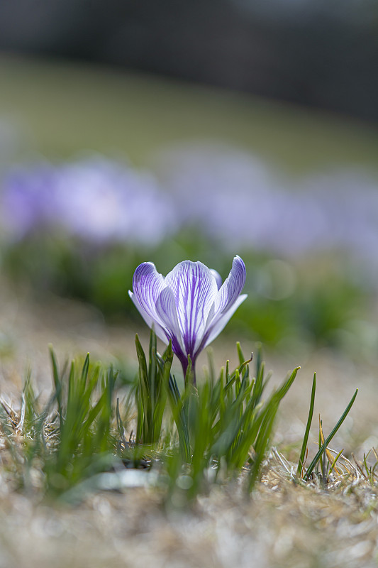 番红花的花