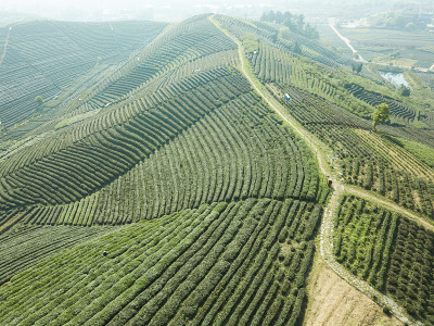 航拍绿茶园