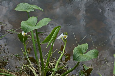 野花